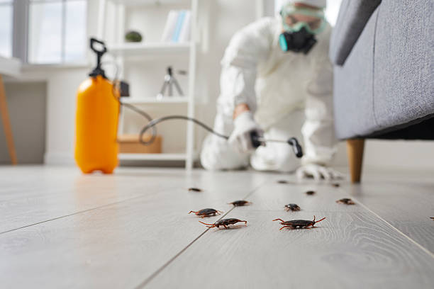 Commercial Kitchen Cockroach Control in West Haverstraw